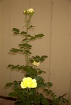 maryphoto 024