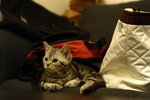DSC_0268 (Medium)
