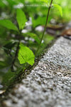 度頭村 001