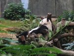 IMG_0453a