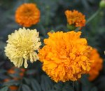 IMG_0514a