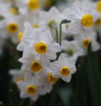 IMG_0519a