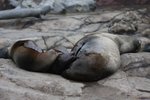 IMG_0528a