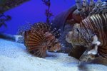 IMG_0554a