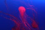 IMG_0602a