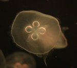 IMG_0608a