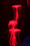 IMG_0624a