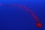 IMG_0631a