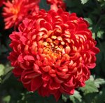 IMG_0812a