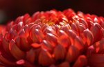 IMG_0814a