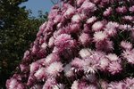 IMG_0883a