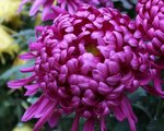 IMG_0894a