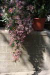 IMG_0896a