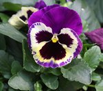 IMG_1102a