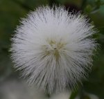 IMG_1192a