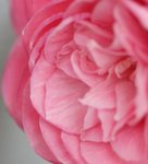 IMG_1834a