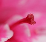 IMG_1846a