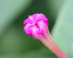 IMG_1856a