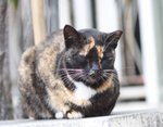 IMG_1875a