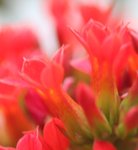 IMG_1880a
