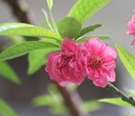 IMG_1892a