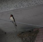 IMG_2417a