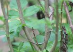 IMG_2468a