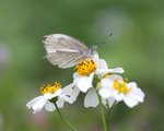 IMG_2481a