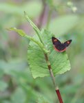 IMG_2489a