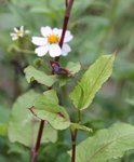IMG_2490a