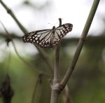 IMG_2505a