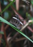 IMG_2986a