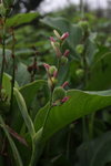 IMG_3049a
