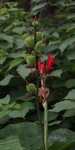 IMG_3050a