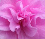 IMG_3122a