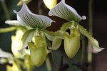 IMG_3346a