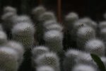 IMG_3372a