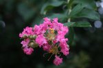 IMG_3652a