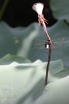 IMG_3874a