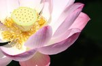 IMG_3900a