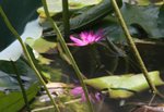 IMG_3923a