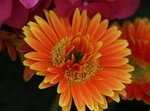 IMG_1380