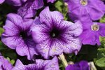 IMG_1402a