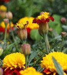 IMG_1408a