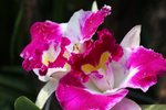 IMG_1420a