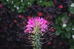 IMG_1428a