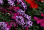 IMG_1435a