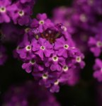 IMG_1436a