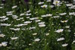 IMG_1449a