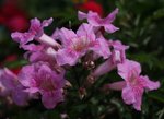 IMG_1452a